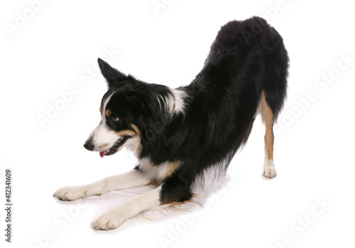border collie bowing