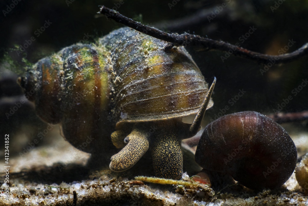Foto de viviparous freshwater river snail, plankton feeder and algae
