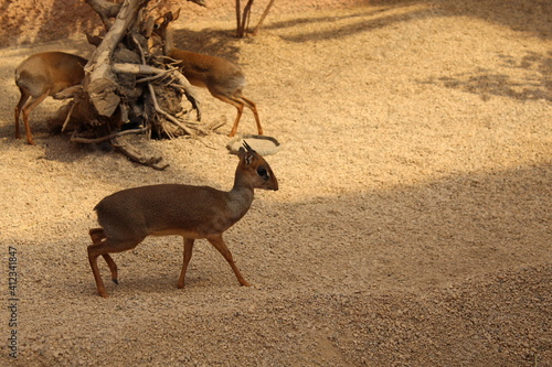 Fototapeta Naklejka Na Ścianę i Meble -  Unusual
