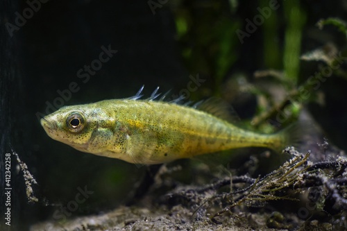adult ninespine stickleback raise its spines to defend territory, tiny wild fish show natural behaviour in temperate biotope aquarium, beauty of nature