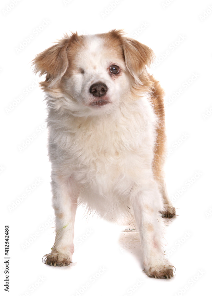 one eye dog one eye dog
