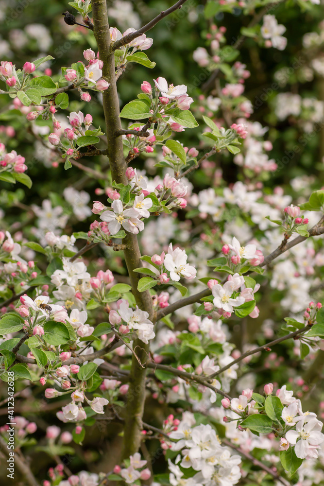 Blossoming apple tree Blossoming apple tree