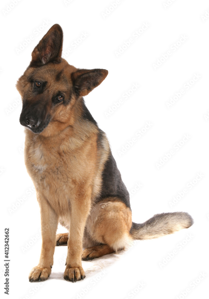 german shepherd dog