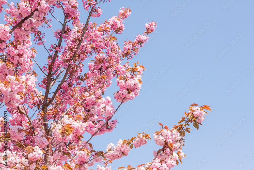 Springtime cherry blossoms Springtime cherry blossoms