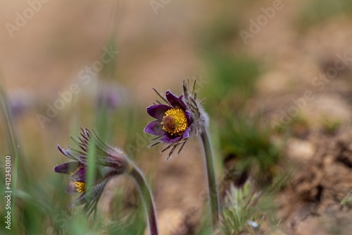 unusual wild buttercup plants grow and bloom in green grass clearing, tender deep violet inflorescence, seasonal wonders and thirst for life macro image © Valeronio