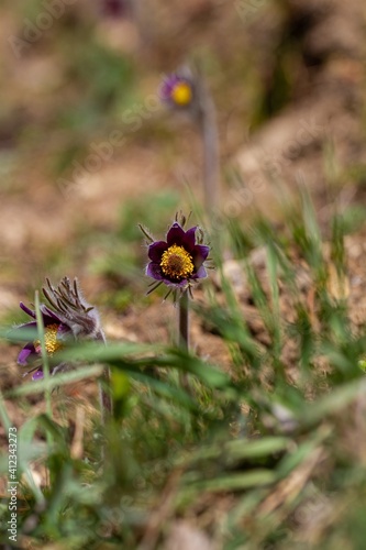 wild solitary pasqueflower plant grow in green grass clearing, tender deep violet inflorescence in warm sunlight, green ecotourism and thirst for life image © Valeronio