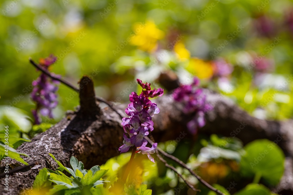 Obraz premium fresh violet fumewort blossom in forest meadow, dark blurred bokeh background, possibly Corydalis solida in morning sun, seasonal nature awakening macro image