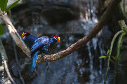 Violet turaco photo