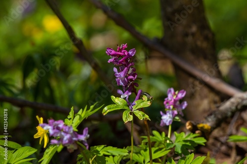 tender and delicate lilac fumewort blossom  possibly Corydalis solida in morning sun  forest meadow in dark blurred bokeh  seasonal nature awakening ecosystem
