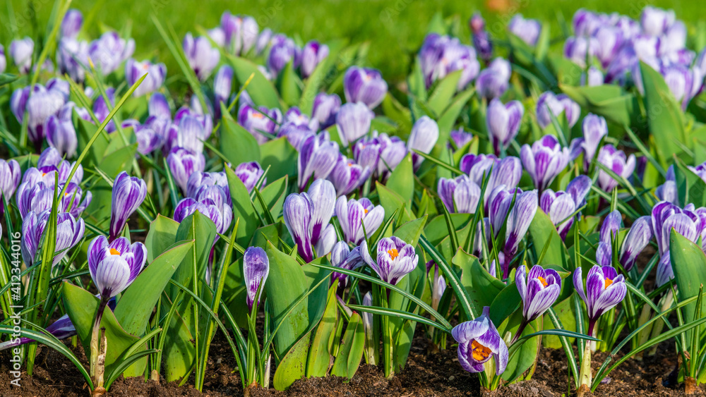 Fototapeta premium Crocus Field. crocus flowering in the early spring garden.