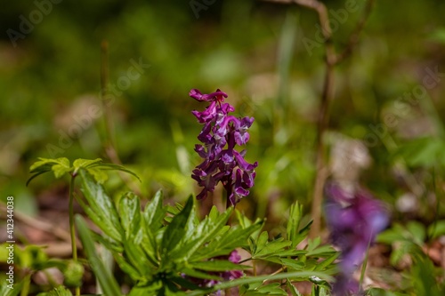 lilac delicate blossom of fumewort, possibly Corydalis solida enjoy morning sun, forest meadow in nice blurred bokeh, seasonal nature awakening ecosystem
