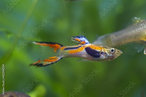 Endler's guppy neon glowing adult male, freshwater aquarium fish, vibrant spawning coloration and active behaviour, blurred background nature aquarium beauty