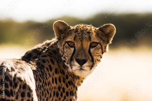 The gaze of a cheetah photo