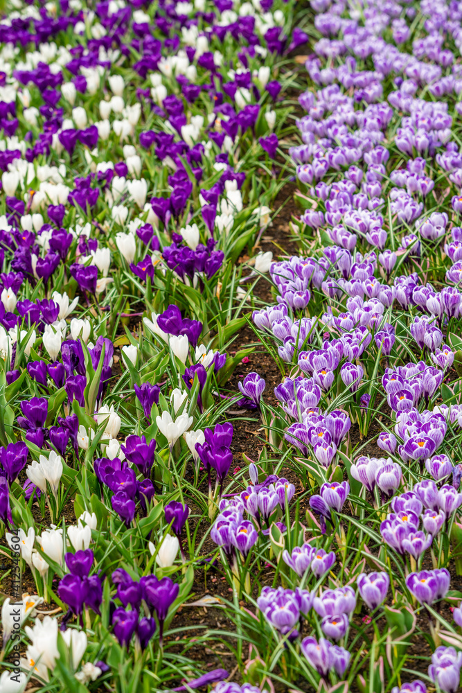 Crocus Field. crocus flowering in the early spring garden. Crocus Field. crocus flowering in the early spring garden.