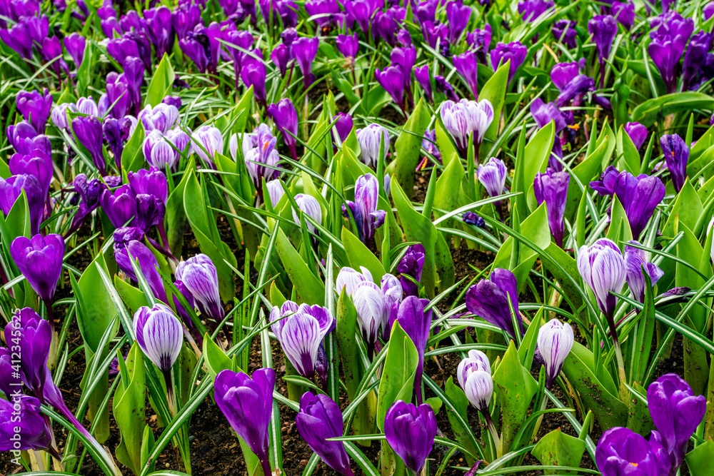 Spring Field With Colorful Crocus Flowers Spring Field With Colorful Crocus Flowers