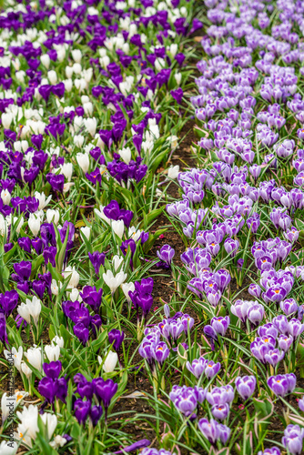 Crocus Field. crocus flowering in the early spring garden.