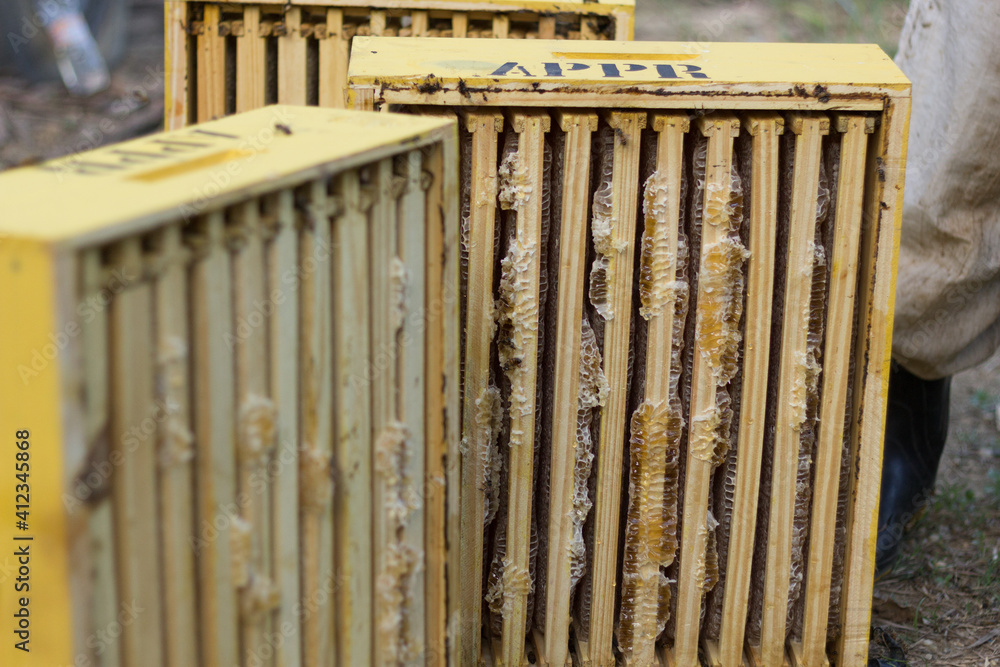 Obraz premium apiary