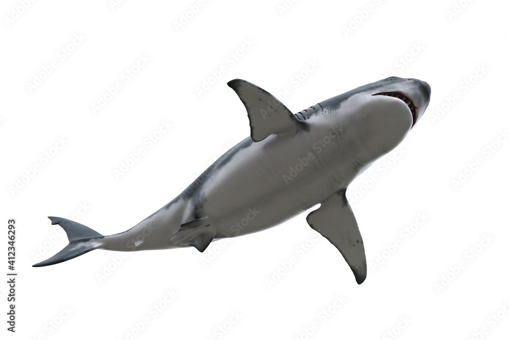 Fototapeta premium Great White Shark swimming overhead. 3D render isolated on white.