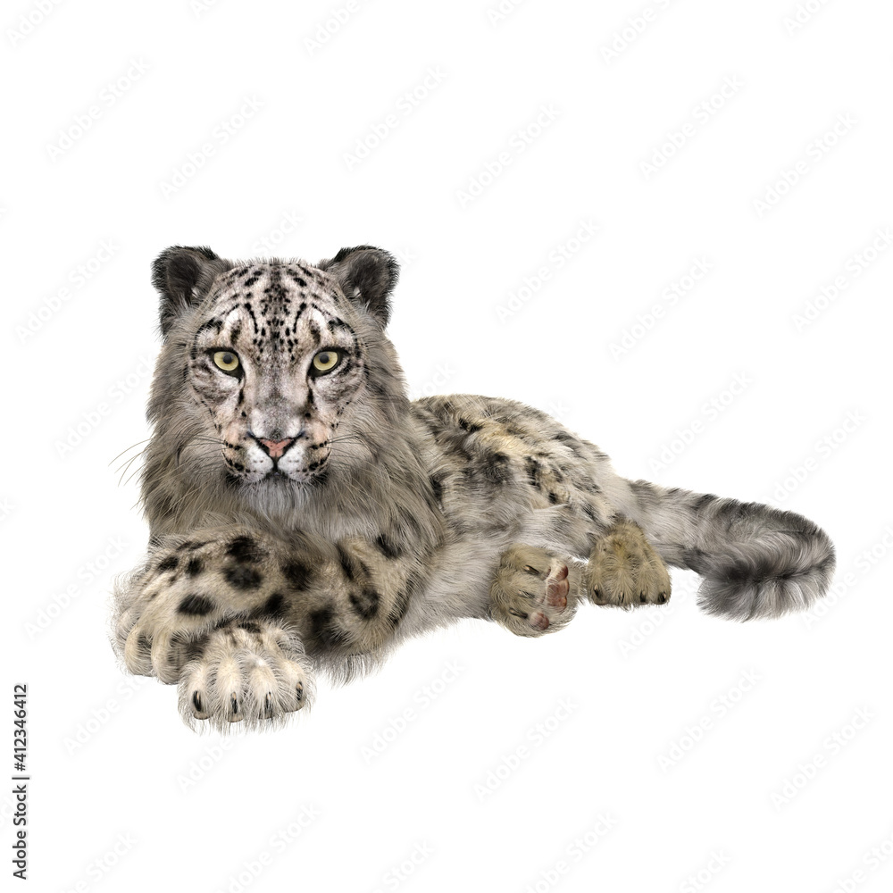 Obraz premium Snow Leopard lying with crossed legs. 3D illustration isolated on white.