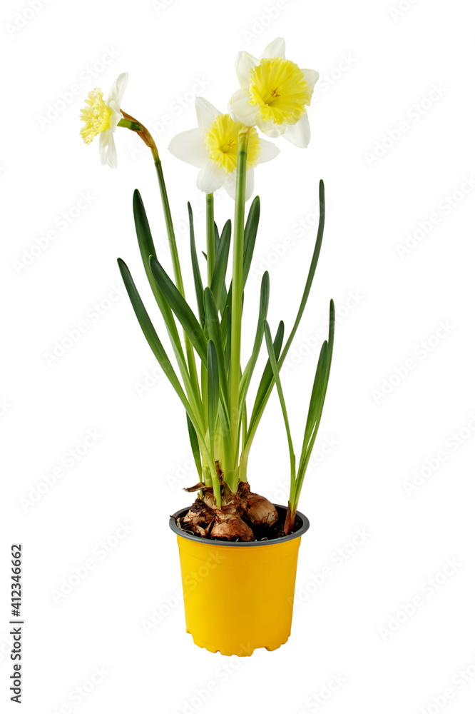 Daffodil houseplant. Narcissus spring bulbous plant in the pot isolated on white