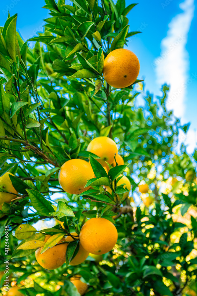 Closeup of ripe mandarins on tree Closeup of ripe mandarins on tree