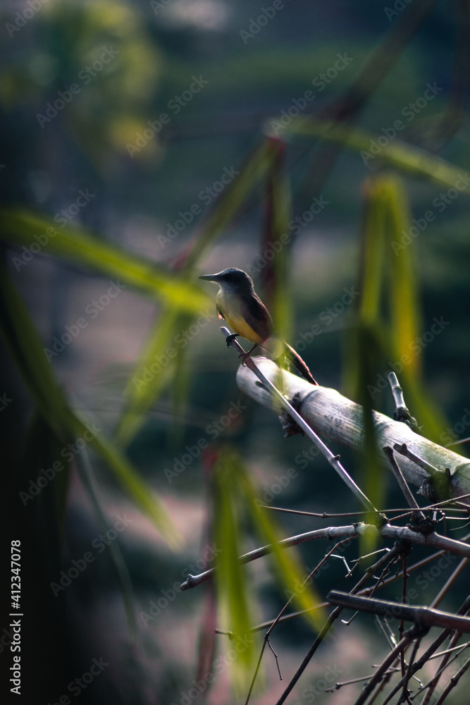bird on a branch bird on a branch