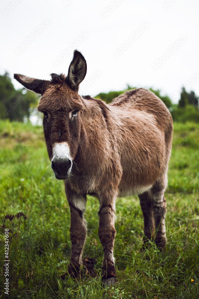 Lovely Donkey in Field Lovely Donkey in Field