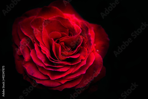 rose with black backround