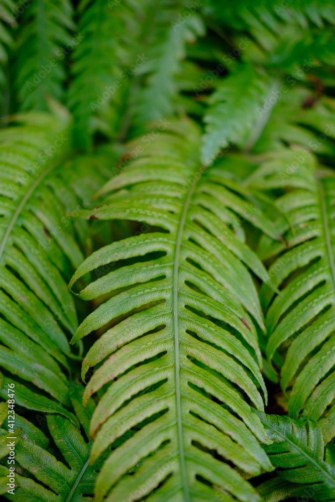Fern macro or close up, Ferns wallpaper, natural desktop, leaves background.