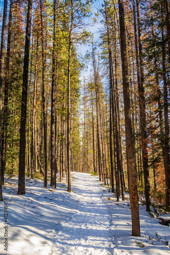 Winter view of a trail in the forest, in Jasper national park, Canada