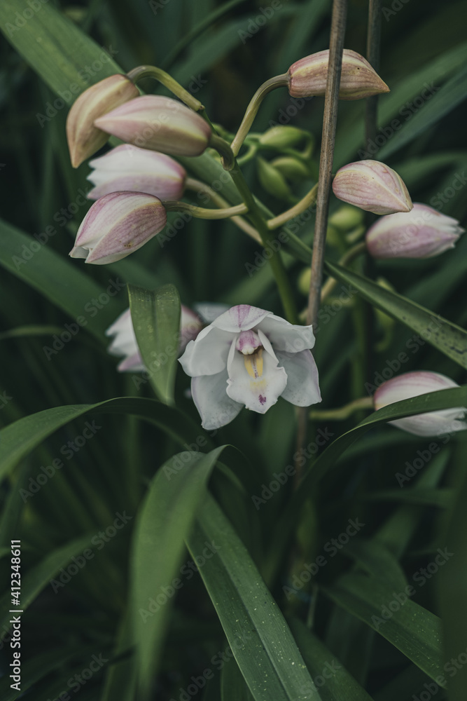 Orchid in a botanical garden. Macro photo of white orchid, Orchid in a botanical garden. Macro photo of white orchid,