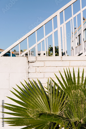 Palms against a white brick background in the direct sunlight photo