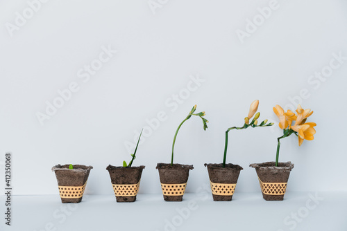 Gradual growth of a plant