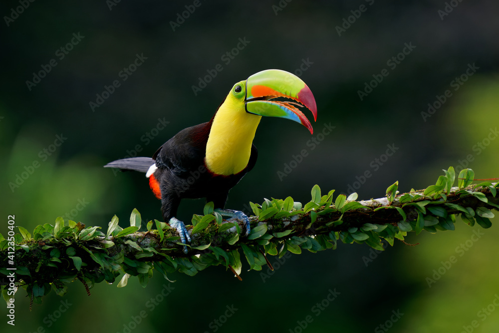 Obraz premium Keel-billed Toucan - Ramphastos sulfuratus also known as sulfur-breasted toucan or rainbow-billed toucan, Latin American colourful bird, national bird of Belize, In the dark in the evening