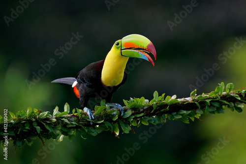 Keel-billed Toucan - Ramphastos sulfuratus also known as sulfur-breasted toucan or rainbow-billed toucan, Latin American colourful bird, national bird of Belize, In the dark in the evening