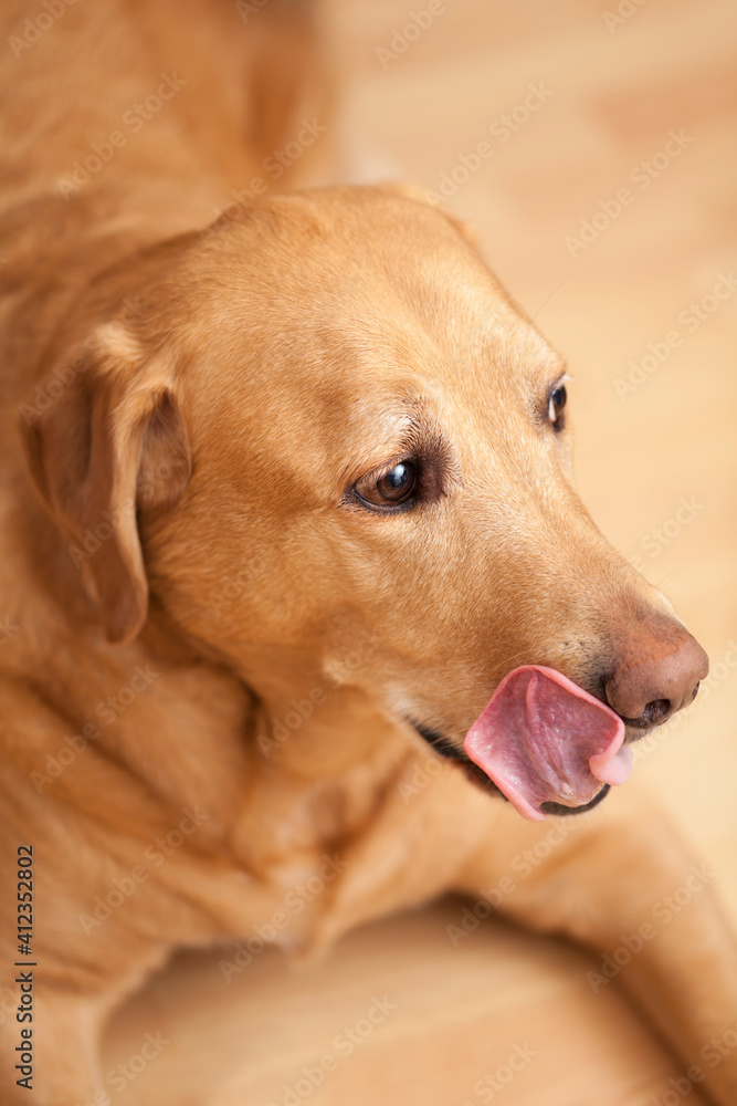 Labrador retriever dog licking his snout Labrador retriever dog licking his snout
