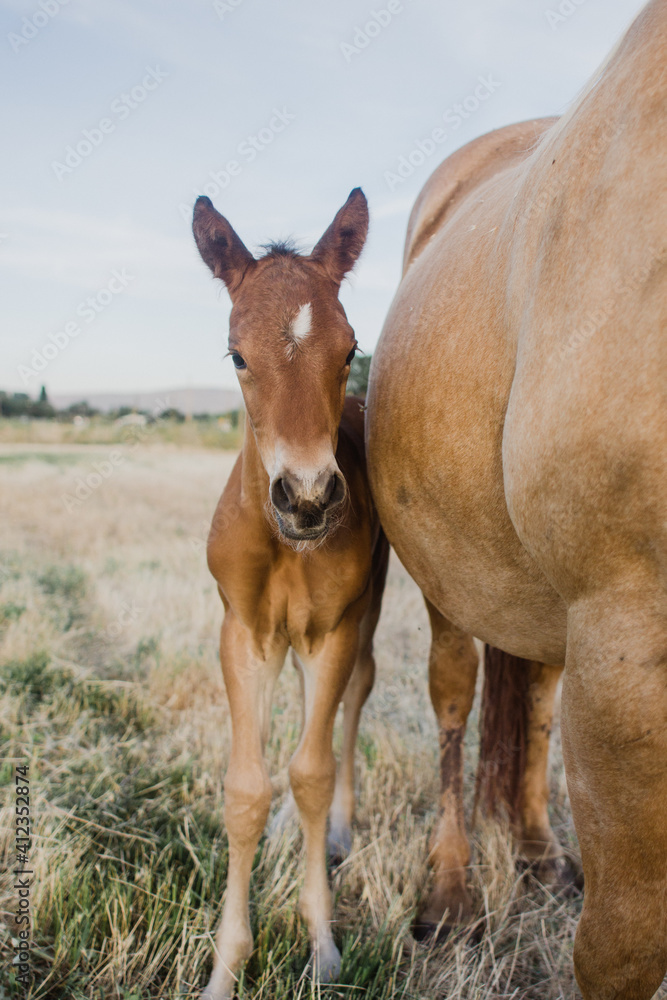 mare and colt in pasture mare and colt in pasture
