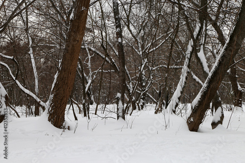 The forest in snow in winter 