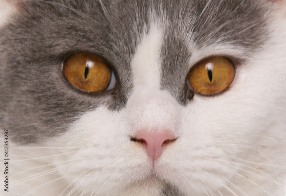 close up portrait of a cats eyes