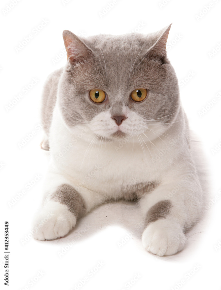 British Shorthair lilac and white cat