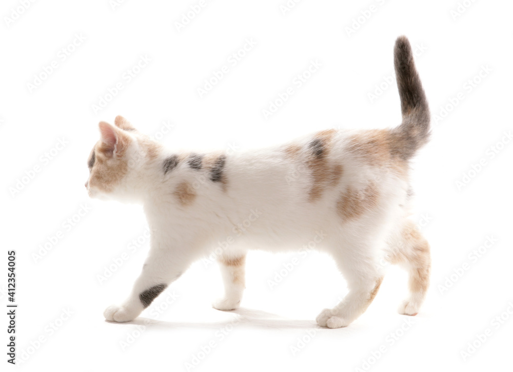 British Shorthair lilac cream and white Kitten British Shorthair lilac cream and white Kitten