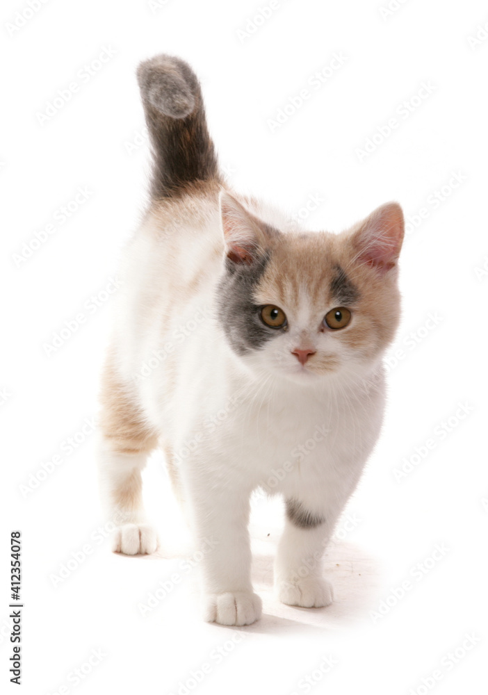 British Shorthair lilac cream and white Kitten