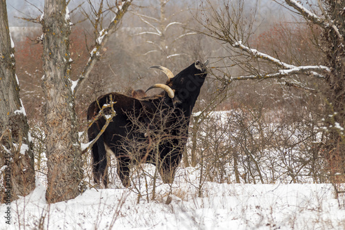 Wild Aurochs looking for food in a snowy landscape. A herd of black cows in the winter steppe near Milovice. photo