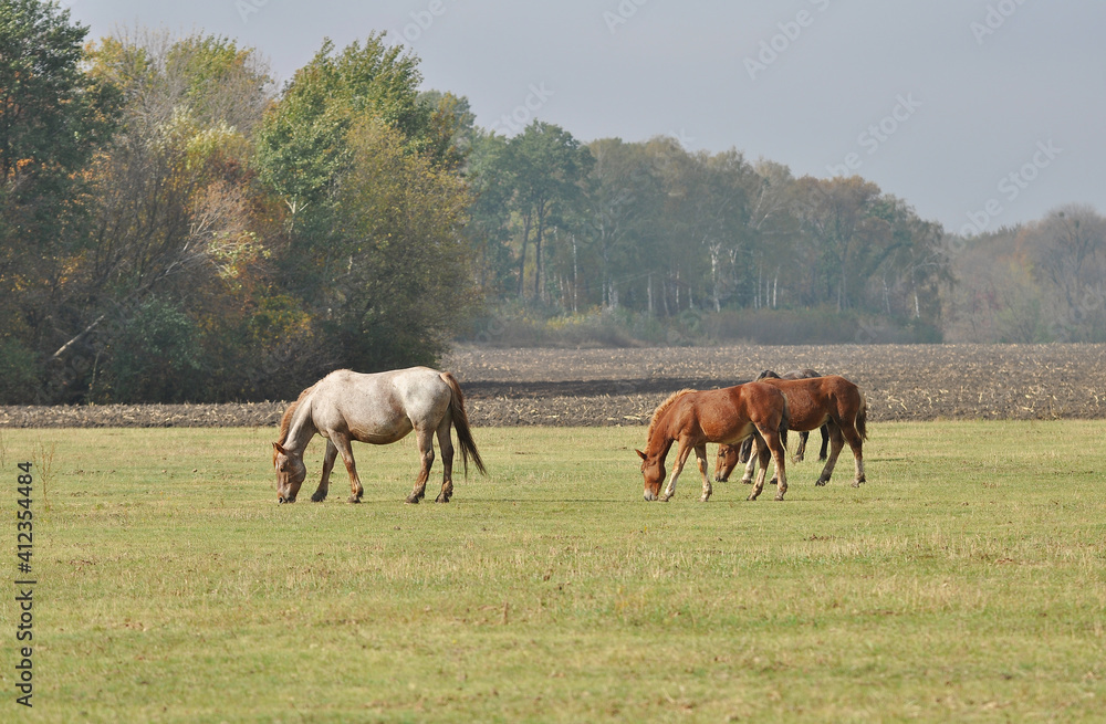 Mare and foals of the Novoolexandrian Draught breed graze on a pasture on a foggy autumn day Mare and foals of the Novoolexandrian Draught breed graze on a pasture on a foggy autumn day