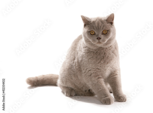 British Shorthair Lilac adult cat