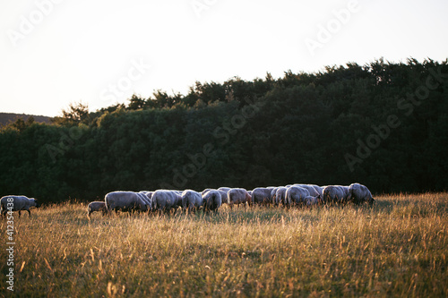 SHEPP IN THE MIDDLE OF THE FIELD photo