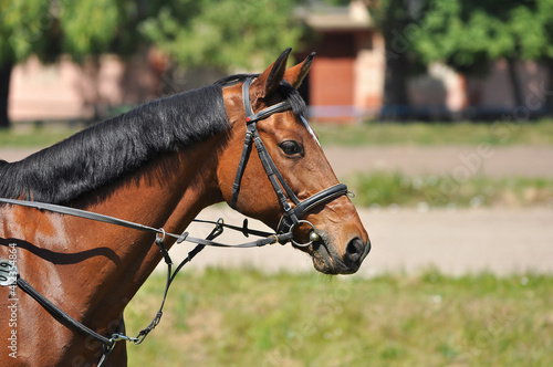 Fototapet Portrait of a bay horse with a bridle in black leather