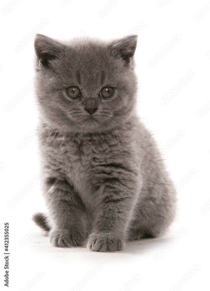 British Shorthair Blue Kitten