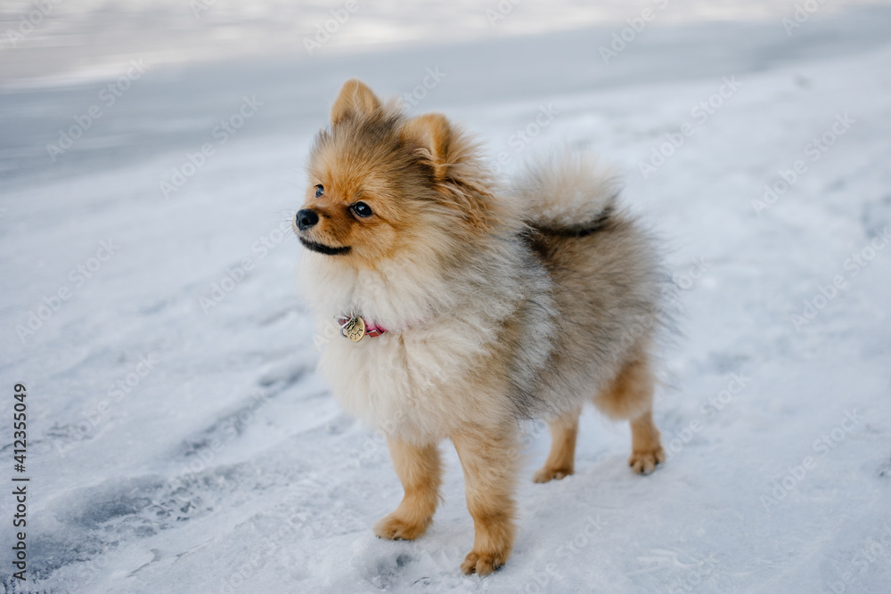 dog Pomeranian walking on snowy street