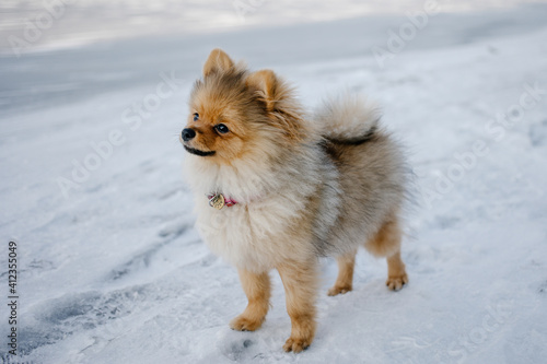 dog Pomeranian walking on snowy street © Katsiaryna